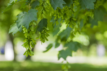 Fototapeta premium Park Klonowy