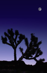 Joshua Tree silhouette