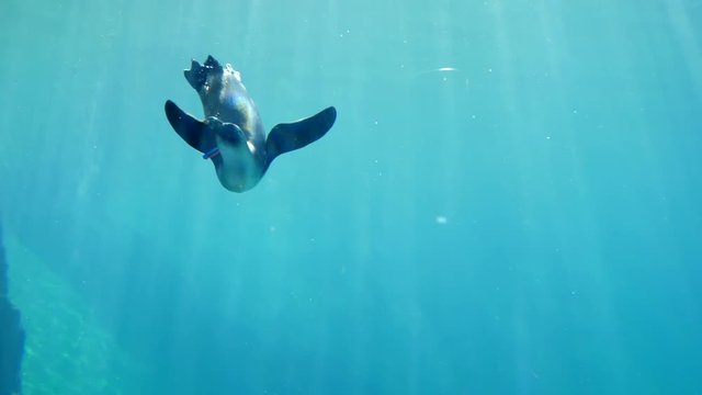 feeding animals, penguin eat fodder underwater in oceanarium close-up