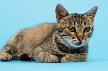 tabby cat looking at blue background