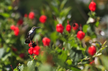 Ruby throated hummingbird perched in Turk's Cap plant