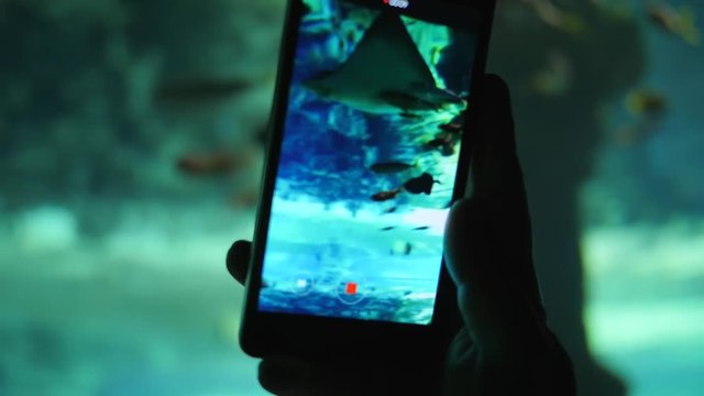 fish aquarium, man with mobile phone shoots video of swimming fish in large underwater tank close-up