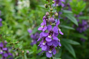 purple angelonia in the garden