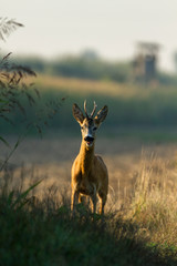 roebuck majestically standing in the field watching his territory