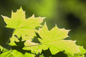 Green spring leaves