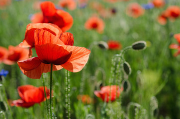 Fototapeta na wymiar Red poppy flowers blooming in the green grass field, floral natural spring background, can be used as image for remembrance and reconciliation day