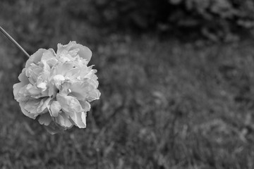 Peony growing in garden black and white