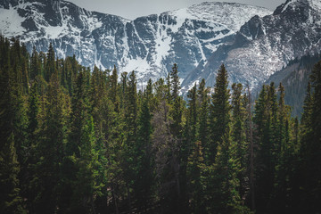 trees and mountains