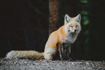 fox