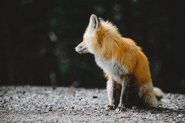 fox