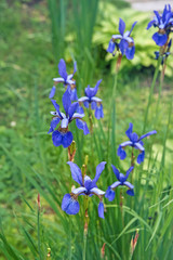The flower of the Northern blue flag grows among the Swamp grass on a blurred background. Close up