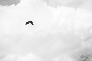 raven