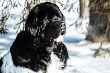 Black and white Newfoundland on the road with snowy trees. Dog on walk in the winter. In thoroughbred dogs nose stained snow. Newfoundland playing in the snow.