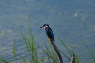 Common Kingfisher - Martin-pêcheur d'Europe
