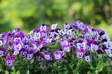 Fototapeta premium Flowers
