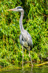 Ein Graureiher (Ardea cinerea)