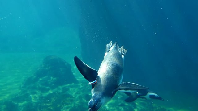 underwater inhabitants swim at bottom of oceanarium in clean water close-up