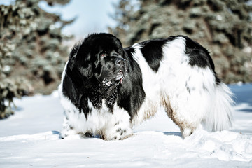 Black and white Newfoundland on the road with snowy trees. Dog on walk in the winter. In thoroughbred dogs nose stained snow. Newfoundland playing in the snow.