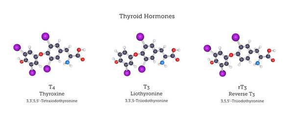Molecular Structures of the Thyroid Hormones