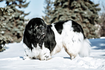 Black and white Newfoundland on the road with snowy trees. Dog on walk in the winter. In thoroughbred dogs nose stained snow. Newfoundland playing in the snow.