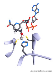 The Active Site of Alcohol Dehydrogenase