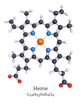 Ball-and-Stick Molecular Model of Heme