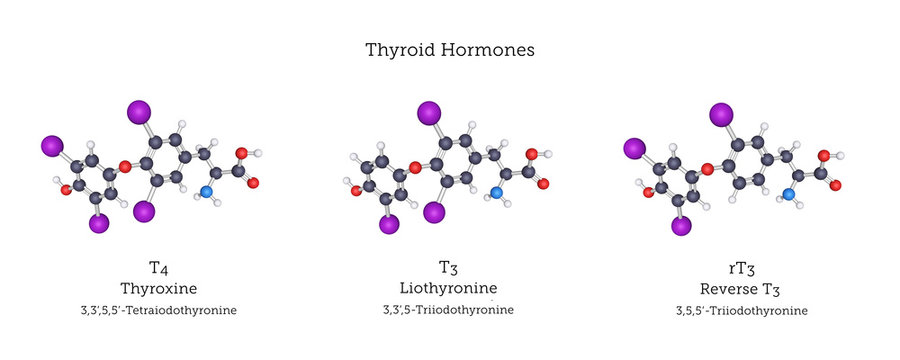 Molecular Structures Of The Thyroid Hormones