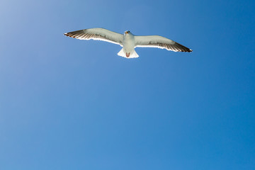 A Seagull in Flight