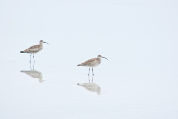 Whimbrels and Reflections