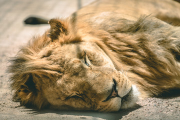 Naklejka premium sleepy lion