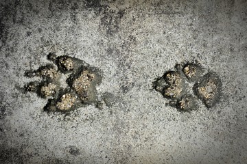 The dog footprints on old cement floor