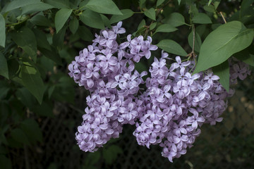 Blossoming lilac (Syringa) flowers with green leaves