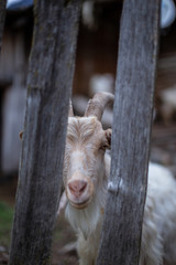Goats at a small farm in Svaneti, Georgia.