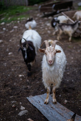 Goats at a small farm in Svaneti, Georgia.