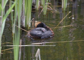 Horned grebe and a chick in a lake in Bromma, Stockholm	