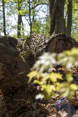 Oak tree trunk, Helsinki, Finland