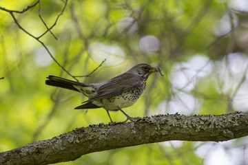 Thrush bird sitting in a tree with a worm in its mouth, Helsinki, Finland