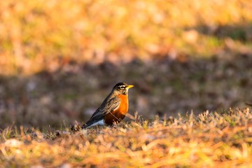 ROBIN