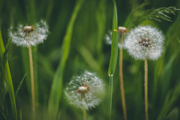 dandelion