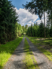 Fototapeta na wymiar Wolkiger Wanderweg mitten durch den Fichtenwald