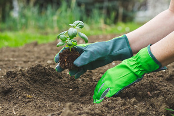 Planting in the garden, hands in gloves planting basil into flowerbed 