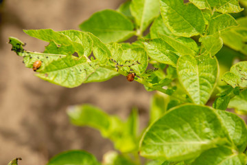 Colorado beetle, pest, eats a new crop of potatoes, on the field in the early morning