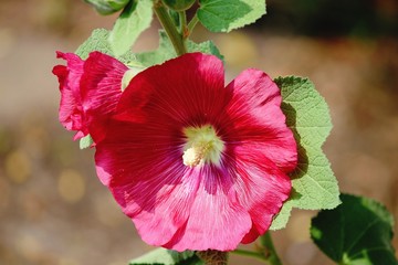 Blüter der Stockrose