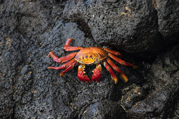  Galapagos Santa Cruz Island, Equador