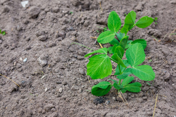 Little Green pea growing in a garden
