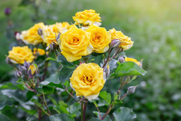 A bush of yellow fresh roses on a flowerbed in the park. Growing and selling flowers_