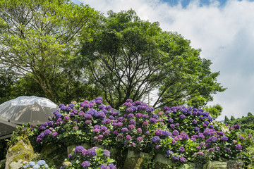 Super beautiful blossom of Hydrangea macrophylla