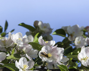 on a blue sky background a branch of an apple tree with flowers and leaves sits a bee copy space