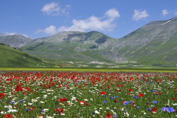 Fioritura Castelluccio Monti 2018