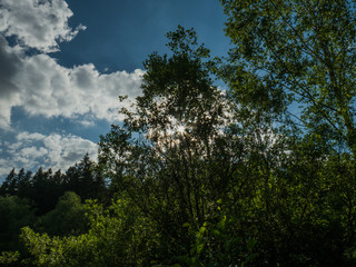 Die Sonne scheint durch einen Baum